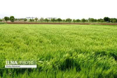 مقابله با خشکسالی نیاز به افزایش سرمایه‌گذاری دارد / لزوم افزایش کشت آبی گندم در ایران
