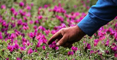 برگزاری اولین جشنواره گیاهان دارویی و صنایع وابسته استان مرکزی در خنداب