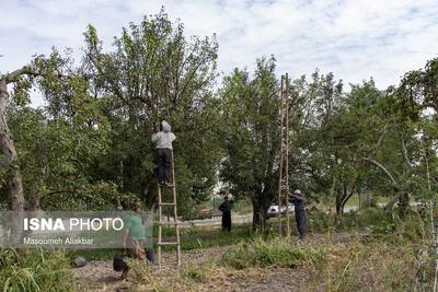 با حذف ناگهانی نیروی کار اتباع، تولید کشاورزی دچار وقفه می‌شود 