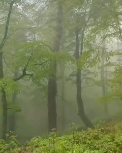 فیلم زیبایی خیره‌کننده جنگل هزار جریب