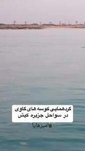 فیلم جمع شدن کوسه‌های گاوی در سواحل جزیره کیش