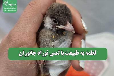 لطمه به طبیعت با لمس نوزاد جانوران