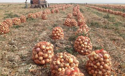 نماینده کهنوج خواستار سفر فوری وزیر جهادکشاورزی به جنوب استان کرمان شد+فیلم