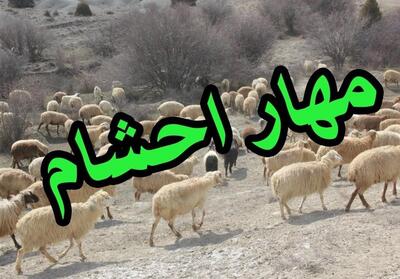 مهار احشام قاچاق 23 میلیاردی در نوار مرزی کردستان - تسنیم