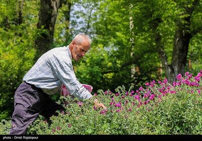 برداشت گل گاو زبان در منطقه اشکور گیلان- عکس خبری تسنیم | Tasnim