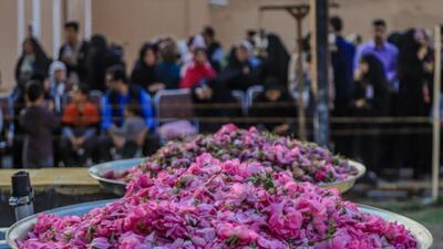 آغازجشنواره گلابگیری در مناطق مختلف تهران