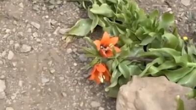 مسدود شدن مسیر دسترسی به دشت لاله‌های واژگون دره‌بید فریدن