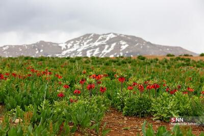 دشت لاله‌های واژگون در شهرستان کوهرنگ