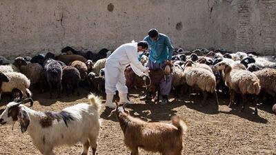 کارزار رایگان واکسیناسیون دام در سقز برای مقابله با بیماری‌ها آغاز شد