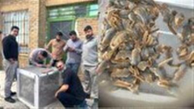 قاچاقچی سنجاب در کردستان به دام افتاد