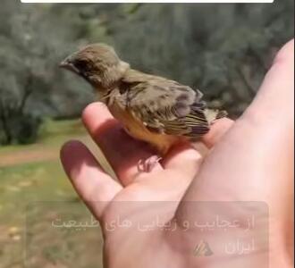 از عجایب و زیبایی های طبیعت ایران