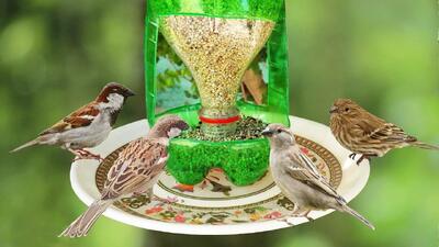 ساخت دانخوری ساده برای پرندگان با بطری پلاستیکی