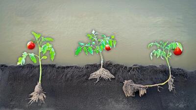 ۳ روش متفاوت پیوند گوجه فرنگی / بهترین راه برای پیوند گوجه فرنگی در باغچه