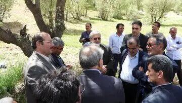 بیش از ۱۵ درصد از مساحت جنگل‌های زاگرس در چهارمحال و بختیاری مبتلا بر بیماری و آفت هستند