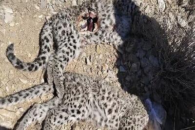 لاشه ۲ توله پلنگ ایرانی در ارتفاعات پارک ملی کرمان کشف شد
