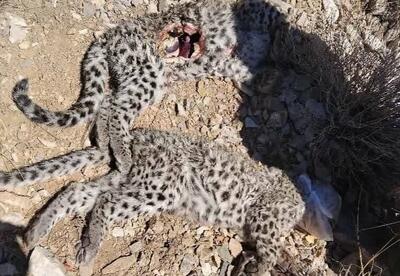 مرگ توله‌های پلنگ ایرانی در کهت؛ زنگ خطر برای گونه‌ای درمعرض انقراض