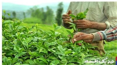 خودکفایی ۹۰ درصدی چای با انجام عملیات به زراعی محقق می‌شود