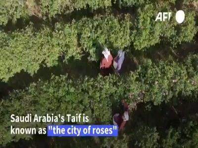 شهر گل رز در عربستان
