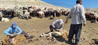 پشم‌چینی سنتی گوسفندان در کهگیلویه و بویراحمد
