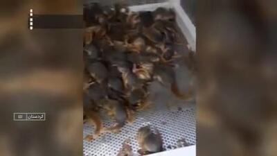 کشف بیش از ۲۰۰ سنجاب از اتوبوس مسافربری!