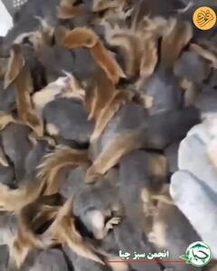 ببینید؛ کشف بیش از ۲۰۰ سنجاب ایرانی از قاچاقچیان در کردستان
