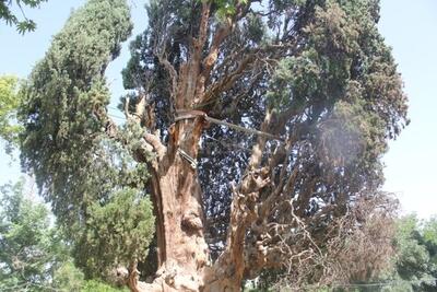 سرو کهنسال شهرستان مهریز