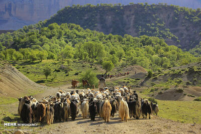 ساماندهی کوچ بهاره سال ۱۴۰۴ در استان سمنان