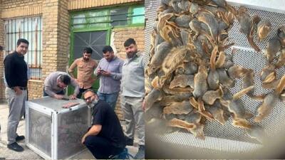 قاچاقچیان سنجاب‌های ایرانی در کردستان دستگیر شدند + فیلم