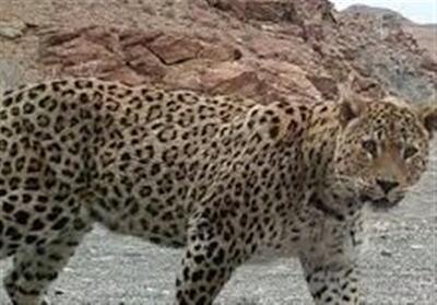 پلنگ در تربت حیدریه جان جو‌انی را گرفت‌ - تسنیم