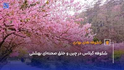 شکوفه گیلاس در چین و خلق صحنه‌ای بهشتی