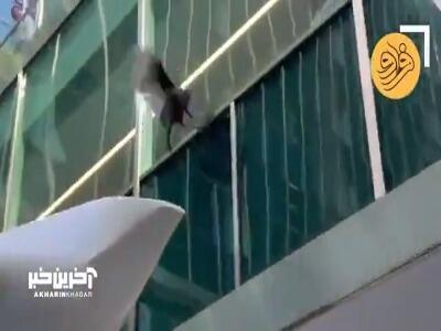 این بوقلمون وحشی همچنان از دست پلیس فراری است