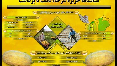 اینفوگرافیک | شناسنامه خربزه سرخه، کاشت تا برداشت