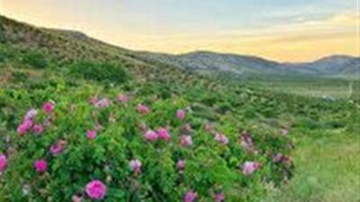 پیش بینی برداشت هزار تن گل محمدی در چهارمحال و بختیاری