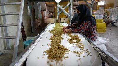 خرید توافقی کشمش به افزایش تولید این محصول کمک می‌کند