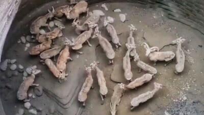 ماجرای نجات ۲۳ میش و کل وحشی از زبان جوان ناجی