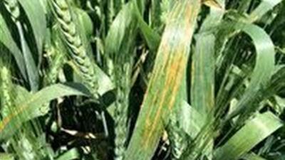 احتمال شیوع بیماری‌های باکتریایی برگ گندم و جو در مزارع چهارمحال و بختیاری