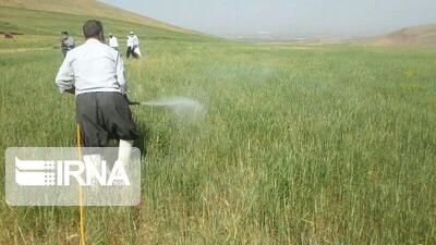 مبارزه با آفت «سن» در ۴۰ هزار هکتار از اراضی لرستان