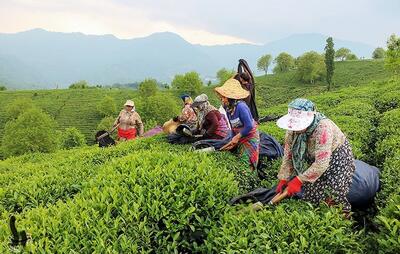 واردات چای منوط به خرید محصول داخلی است