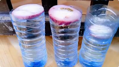 دیگر هرگز پیاز نخرید / از ته پیاز در خانه پیازهای زیادی پرورش دهیم