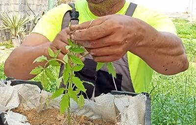 نحوه کاشتن بذر گوجه در خانه / کاشت بذر گوجه در گلدان یا باغچه