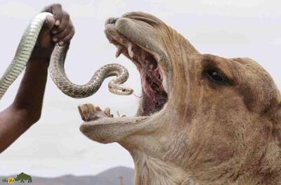 چرا عرب‌های بیابان‌نشین به شتر «مار زنده» می‌خورانند؟