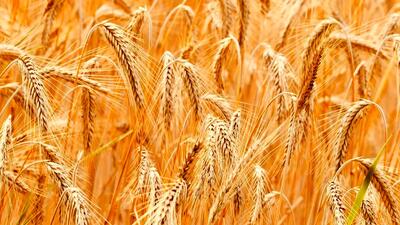 جلسه بازنگری قیمت خرید تضمینی گندم در وزارت جهاد کشاورزی برگزار می‌شود