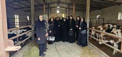 بازدید مدیرکل امور زنان و خانواده استانداری آذربایجان غربی از مزرعه نوآور دام بانوی کارآفرین