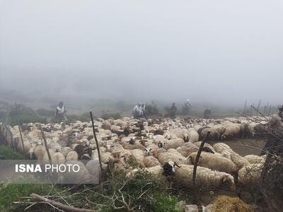 چالش‌ها و ضرورت‌های حقوق و رفاه حیوانات در ایران