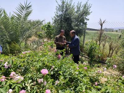 مبارزه با آفت سوسک سرخرطومی خشکیدگی درخت خرما در ایلام