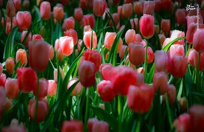 عکس/ جشن گل‌های لاله در تهران