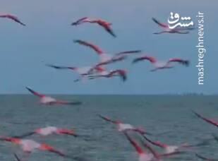 پرواز فلامینگوهای تالاب میانکاله در اردیبهشت ماه+ فیلم