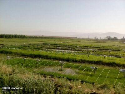 خودکفایی در تولید برنج از اهداف راهبردی دولت است