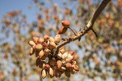 سرمازدگی و گرمازدگی بلای جان مزارع پسته کرمان شد