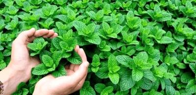 التهاب معده را با نعنا درمان کنید